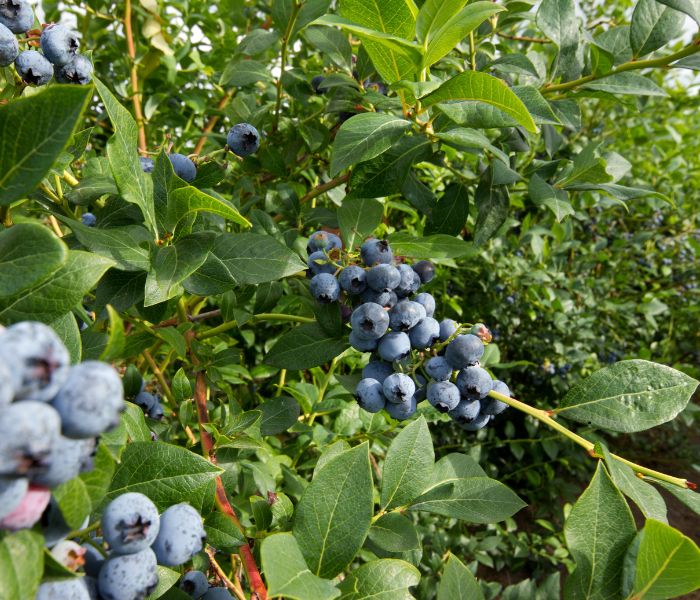 blueberry plants