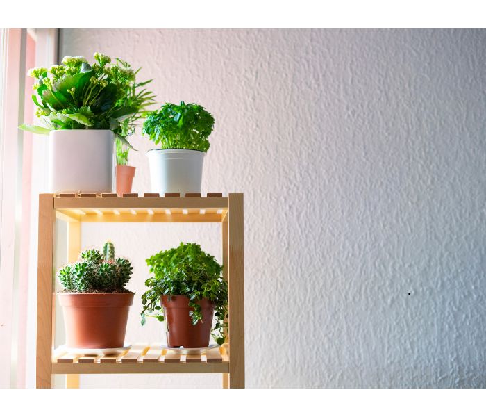 cactus on shelf