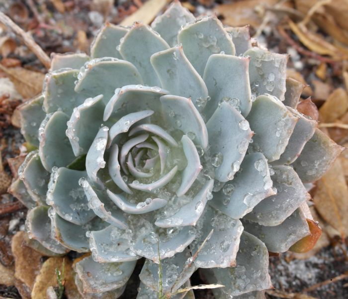 How to Winterize Succulents