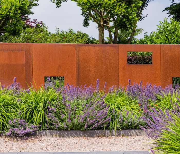 garden screening and lavender